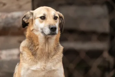 ペットの安楽死：愛犬との別れ、その選択は正しいのか？安楽死とは!!?