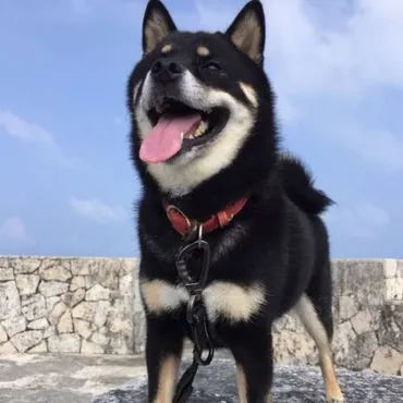 獣医師監修】犬の安楽死について考える