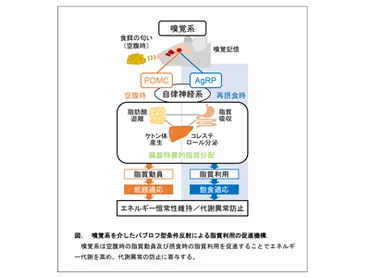 嗅覚で全身の脂質代謝が促進されると発見、匂いで糖尿病予防の可能性も－富山大ほか 