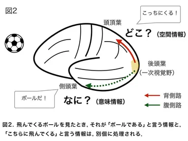 錯視，幻視ー脳のなかの幽霊たち 