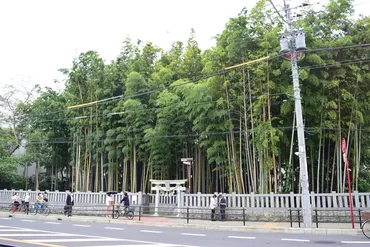 千葉県市川市の禁足地『八幡の藪知らず』？ 神隠し伝説の真相は？禁足地の謎とは！？