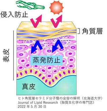 アトピーの人に多いオーラの色は、圧倒的に緑のオーラで、次いで完全では無い白のオーラのようです。子供のように純粋な心を持ち、優しく思いやりが深いような人達が基本的には多いとのこと。