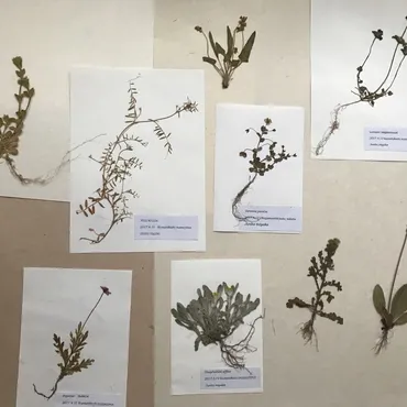 身近な植物標本」展示販売のお知らせ暮らしと植物のブログ