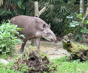 シンガポール動物園・リバーワンダーズ・ナイトサファリ」旅行記その５せからしか我が家