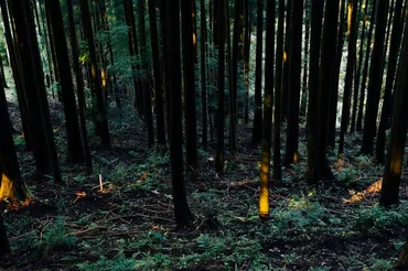 林田真季 個展 Silent Echoes of the Ceder」 hakari contemporary(京都)で4月12日から 人工林のスギの現状に向き合う – 美術展ナビ