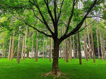 マディソンスクエアパークにゴーストの森が登場 Maya Lin の新パブリックアート Ghost Forest 自然 環境保護の願いを込めて