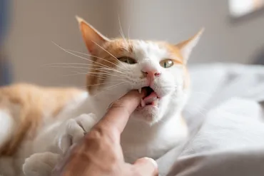 猫に噛まれる夢【夢占い】顔や手などの箇所や状況から見えるスピリチュアルな暗示とは
