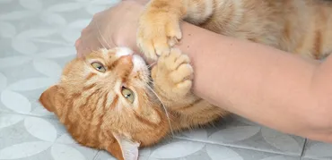 夢占い】猫に噛まれる夢が示す意味と深層心理とは?色・状況・場所別など解説 – スピリチュアルコラム・占い師ブログサイト
