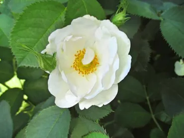 バラの花図鑑/「アルバ・セミプレナ」は、名画「ヴィーナスの ...