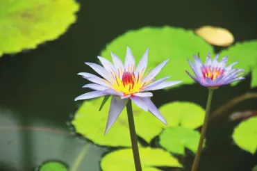 スイレンの育種家、マルリアックとモネの時代のスイレン【モネの ...