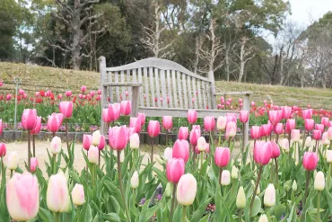 長居植物園の魅力とは？イベントや見どころを徹底解説！冬のアイスチューリップから、イベント、年間パスポートまで