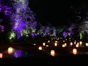 チームラボ 幽谷隠田跡」(茨城・五浦)がオープン。棚田跡が作品になった、夜の森のミュージアム