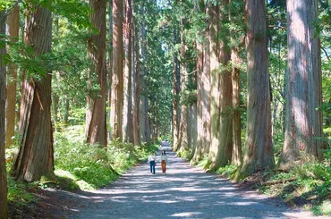 戸隠の杉並木】自家用車で行く戸隠その２ 奥社参道を歩く 